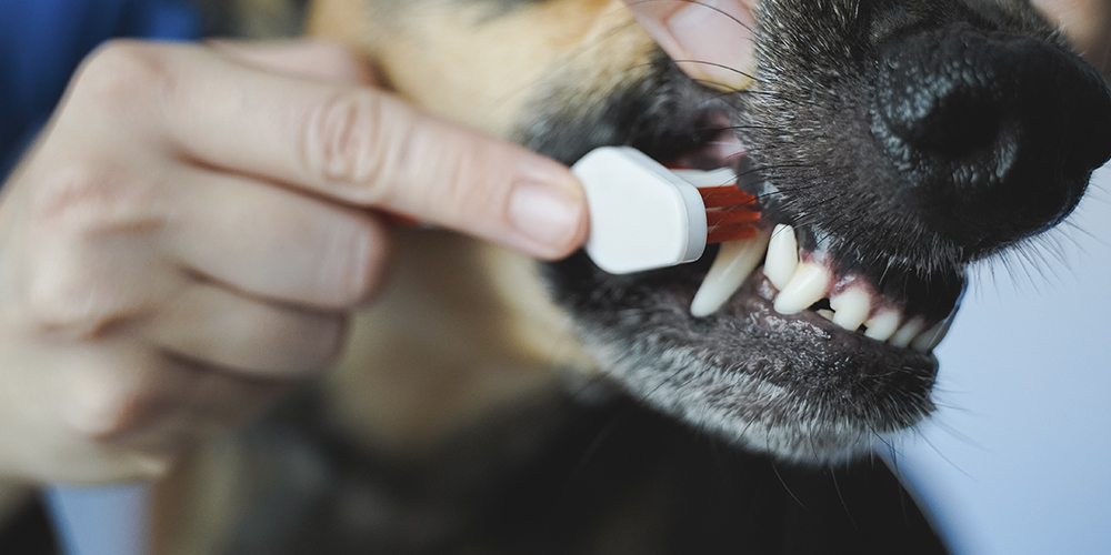 How to Brush Your Dog’s Teeth