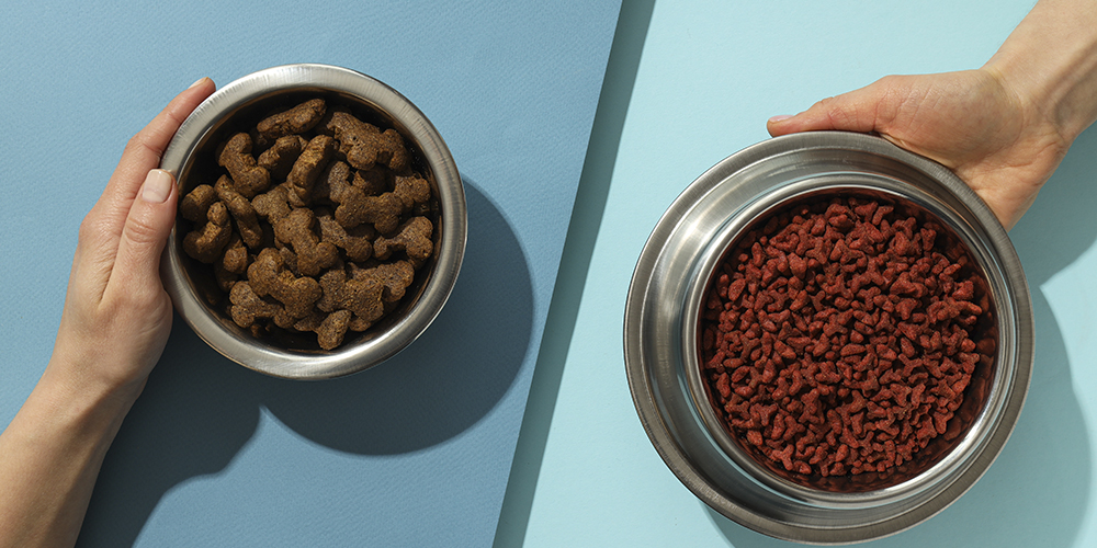 How to Properly Switch Your Pet’s Food